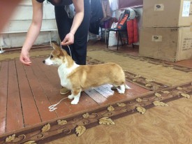 IMG-20150204-WA0021.jpg (296.4 КБ, Просмотров: 4886) IMG-20150204-WA0021.jpg