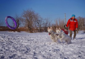Шань и Дем2.jpg (195.41 КБ, Просмотров: 7047) Шань и Дем2.jpg