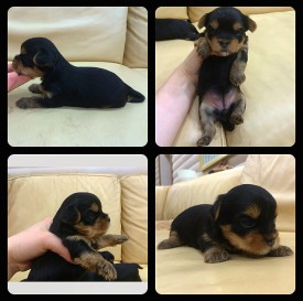 IMG_4143.jpg (171.22 КБ, Просмотров: 1075) IMG_4143.jpg