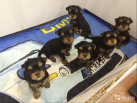 1669392848.jpg (87 КБ, Просмотров: 1075) 1669392848.jpg