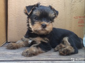 1683377743.jpg (87.42 КБ, Просмотров: 1074) 1683377743.jpg