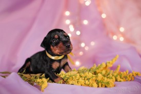 ro-04SaLt_M.jpg (114.57 КБ, Просмотров: 1332) ro-04SaLt_M.jpg