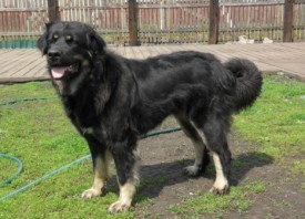 Пола.jpg (59.19 КБ, Просмотров: 2849) Пола.jpg