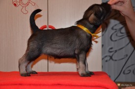 желтая.jpg (205.02 КБ, Просмотров: 3543) желтая.jpg