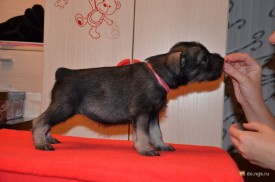 розовая.jpg (198.24 КБ, Просмотров: 3630) розовая.jpg