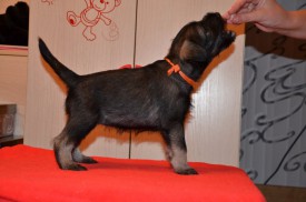 оранж.jpg (60.28 КБ, Просмотров: 3543) оранж.jpg