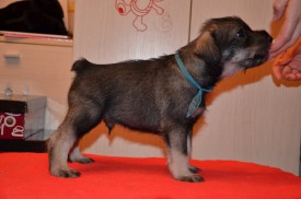 голуб.jpg (62.76 КБ, Просмотров: 3618) голуб.jpg