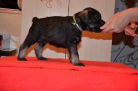 зеленый.jpg (58.21 КБ, Просмотров: 3631) зеленый.jpg