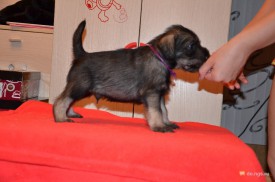 сирень.jpg (186.18 КБ, Просмотров: 3543) сирень.jpg