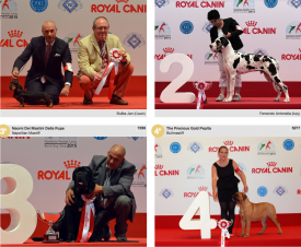 wds2015_puppy_12june.png