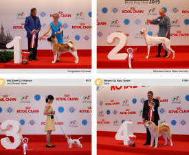 wds2015_puppy_13june.png