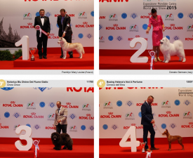 wds2015_junior_fci5.png (1.5 МБ, Просмотров: 3832) wds2015_junior_fci5.png