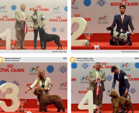 wds2015_junior_fci8.png (1.68 МБ, Просмотров: 4246) wds2015_junior_fci8.png