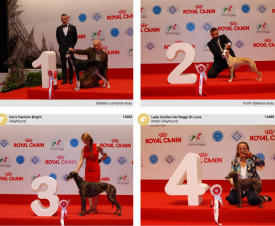 wds2015_junior_fci10.png (1.52 МБ, Просмотров: 3828) wds2015_junior_fci10.png