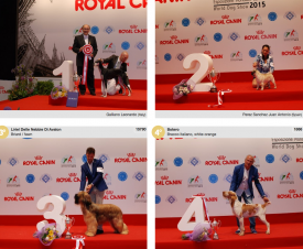 wds2015_junior_bis.png (1.58 МБ, Просмотров: 4240) wds2015_junior_bis.png
