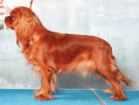 Дора.jpg (92.19 КБ, Просмотров: 2870) Дора.jpg