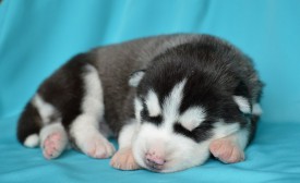 2OvvqFxbuSM.jpg (52.94 КБ, Просмотров: 3409) 2OvvqFxbuSM.jpg