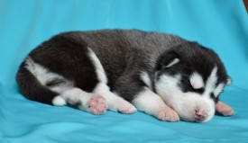 p4TpG4RoT_c.jpg (57.78 КБ, Просмотров: 3788) p4TpG4RoT_c.jpg