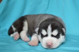 XP7V7HQCITk.jpg (48.76 КБ, Просмотров: 3797) XP7V7HQCITk.jpg