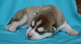 7ta4QiAgwHw.jpg (46 КБ, Просмотров: 3797) 7ta4QiAgwHw.jpg