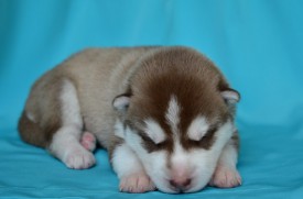 m-_3hP0vXDI.jpg (49.05 КБ, Просмотров: 3697) m-_3hP0vXDI.jpg