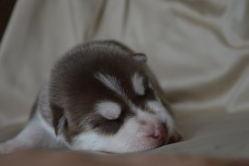 LzMJoHZvSiw.jpg (37.71 КБ, Просмотров: 3693) LzMJoHZvSiw.jpg