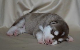 3b3K91HiPE8.jpg (43.61 КБ, Просмотров: 3693) 3b3K91HiPE8.jpg