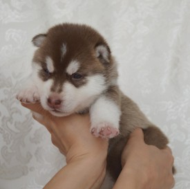 5lVa0TZLJtI.jpg (68.27 КБ, Просмотров: 3658) 5lVa0TZLJtI.jpg