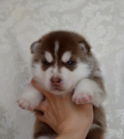 d-TRhQZvkEk.jpg (64.15 КБ, Просмотров: 3657) d-TRhQZvkEk.jpg