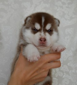 v6HS7c6NZSQ.jpg (62.79 КБ, Просмотров: 3378) v6HS7c6NZSQ.jpg