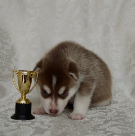 mqrs56gFCRM.jpg (91.75 КБ, Просмотров: 3374) mqrs56gFCRM.jpg