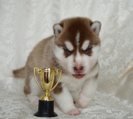 HONYNmfsIfM.jpg (82.38 КБ, Просмотров: 3658) HONYNmfsIfM.jpg