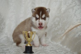 LSqHWKhKQRE.jpg (61.66 КБ, Просмотров: 3377) LSqHWKhKQRE.jpg