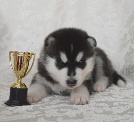 pthQTT5PB7Q.jpg (77.73 КБ, Просмотров: 3378) pthQTT5PB7Q.jpg