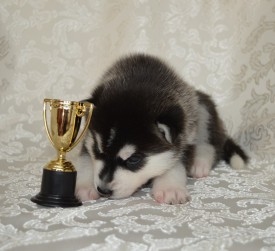 J1_TlQUN9oM.jpg (94.47 КБ, Просмотров: 3377) J1_TlQUN9oM.jpg