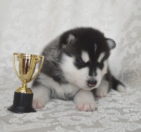 pTwzbU2r9nA.jpg (82.35 КБ, Просмотров: 3374) pTwzbU2r9nA.jpg