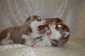 5OinuOYnsyc.jpg (68.29 КБ, Просмотров: 3762) 5OinuOYnsyc.jpg