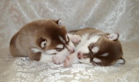 8oXnQZIzBdU.jpg (74.42 КБ, Просмотров: 3657) 8oXnQZIzBdU.jpg