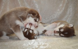 aaDT9v7-Lp4.jpg (74.52 КБ, Просмотров: 3762) aaDT9v7-Lp4.jpg