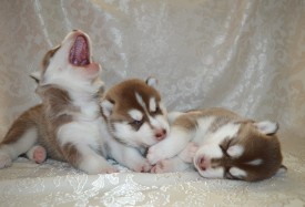 e7vJi5UPyE4.jpg (76.06 КБ, Просмотров: 3658) e7vJi5UPyE4.jpg