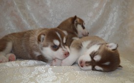 Fu0P3RI0CUY.jpg (68.9 КБ, Просмотров: 3658) Fu0P3RI0CUY.jpg