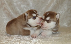 hgz-X9RMg60.jpg (82.11 КБ, Просмотров: 3658) hgz-X9RMg60.jpg