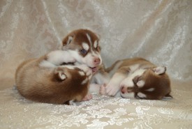 lGPG1oFuVnE.jpg (78.57 КБ, Просмотров: 3762) lGPG1oFuVnE.jpg