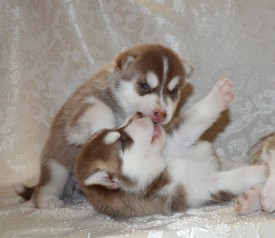 oMOgyUnNo3A.jpg (97.46 КБ, Просмотров: 3762) oMOgyUnNo3A.jpg