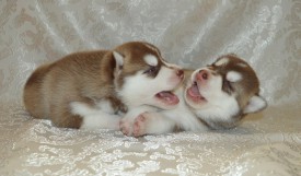 SJKxYFdBXLc.jpg (78.02 КБ, Просмотров: 3657) SJKxYFdBXLc.jpg