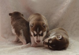 qfxsonfqINg.jpg (72.86 КБ, Просмотров: 3378) qfxsonfqINg.jpg