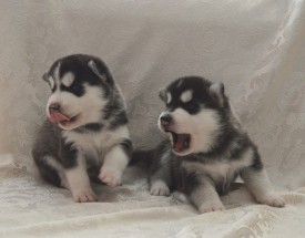 9Zw_9Luxl_M.jpg (78.24 КБ, Просмотров: 3374) 9Zw_9Luxl_M.jpg