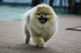 IMG_8691-2.jpg (41.13 КБ, Просмотров: 3784) IMG_8691-2.jpg