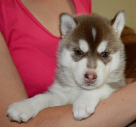 1ZcUlwo8-Cg.jpg (89.79 КБ, Просмотров: 3271) 1ZcUlwo8-Cg.jpg