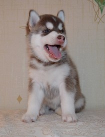 a2hb2MdTM3Q.jpg (64.37 КБ, Просмотров: 3270) a2hb2MdTM3Q.jpg